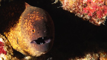 Brown Moray